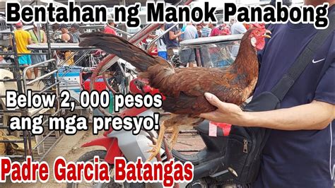 manok panabong price|mga manok panabong.